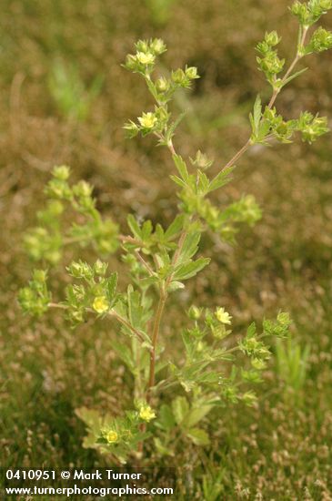 Potentilla rivalis