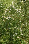 Eaton's Asters