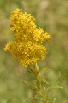 Missouri Goldenrod blossoms & foliage