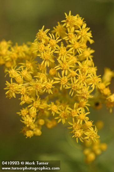 Solidago missouriensis