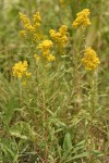 Missouri Goldenrod