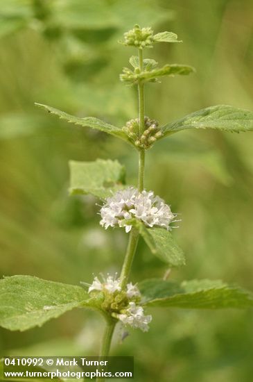 Mentha arvensis