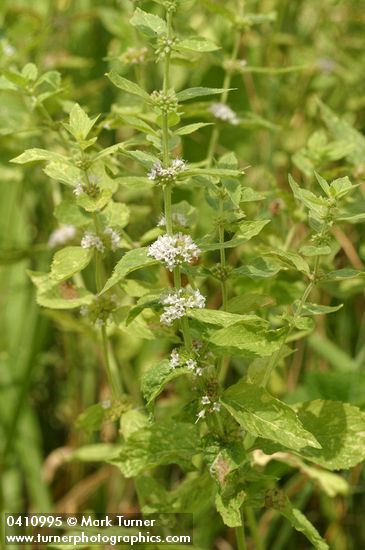 Mentha arvensis