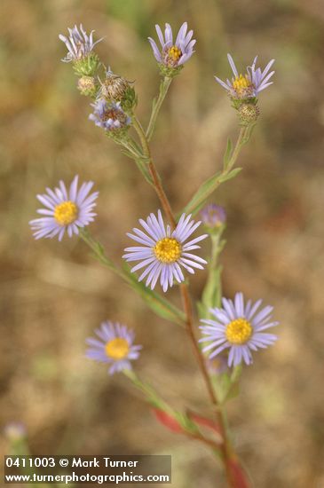 Symphyotrichum ascendens (Aster ascendens)