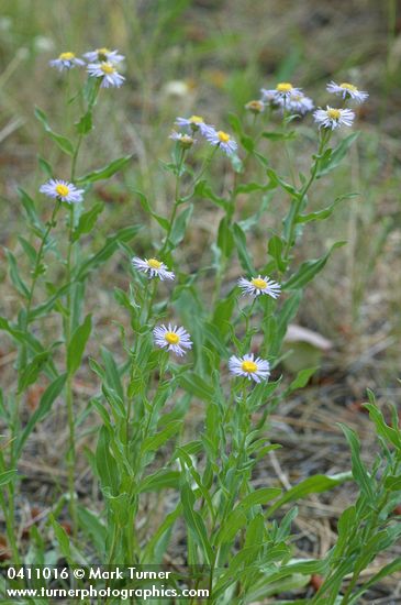 Erigeron speciosus