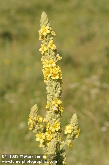 Verbascum thapsus