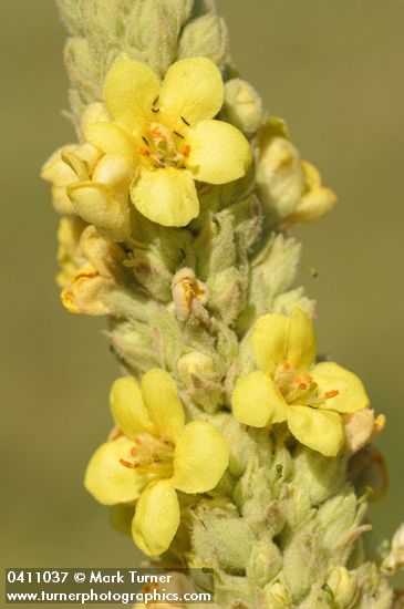 Verbascum thapsus