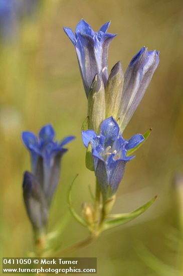 Gentiana affinis