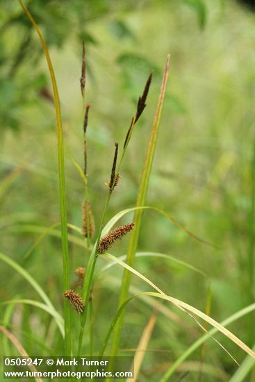 Carex utriculata