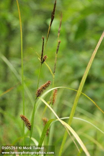 Carex utriculata