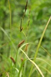 Northwest Territory Sedge (Beaked Sedge) male & female inflorescence