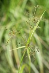 Panicled Bulrush inflorescence