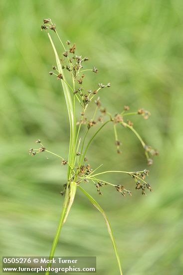 Scirpus microcarpus