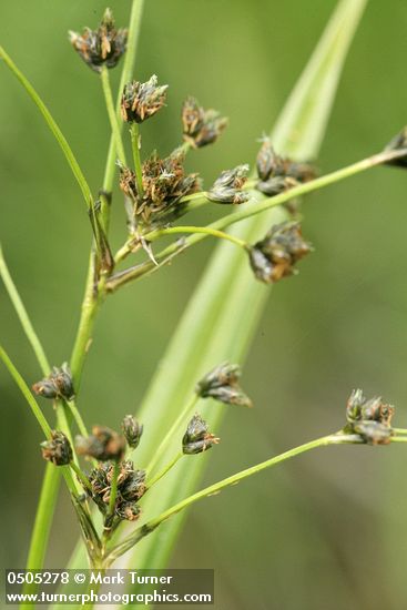 Scirpus microcarpus
