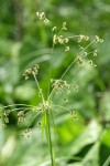 Panicled Bulrush inflorescence