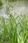 Panicled Bulrush