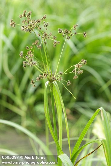 Scirpus microcarpus