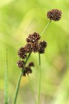 Swordleaf Rush (Daggerleaf Rush) inflorescence