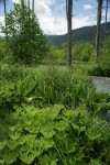 Panicled Bulrush, Western Coltsfoot, Skunk Cabbage, Forget-me-nots, Douglas' Water-hemlock in wetland adjacent to N Fk Nooksack R