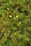 Small mushrooms among Stair Step Moss