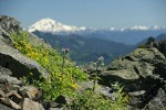 Soft Arnica & Edible Thistle on rocky ridge w/ Glacier Peak soft bkgnd