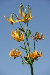 Columbia Lily blossoms against blue sky