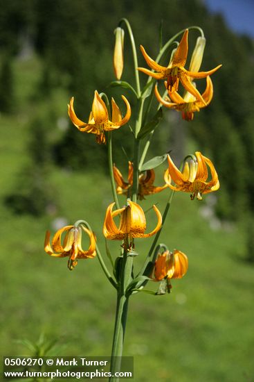 Lilium columbianum
