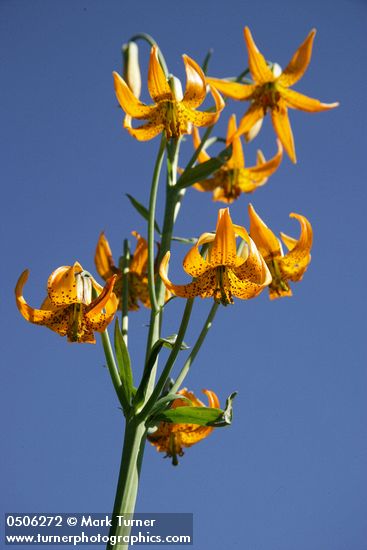 Lilium columbianum