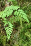 Fragile Fern (Brittle Bladderfern)