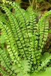 Maidenhair Spleenwort