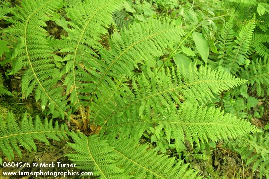 Polystichum andersonii
