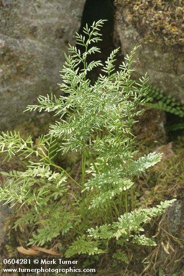 Cryptogramma acrostichoides (C. crispa)