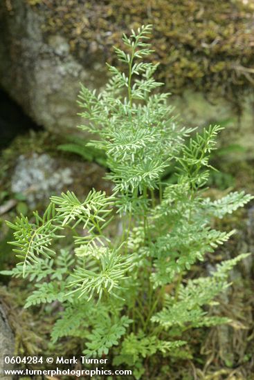 Cryptogramma acrostichoides (C. crispa)