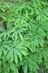 Maidenhair Fern