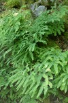 Maidenhair Fern