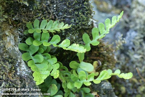 Polypodium hesperium