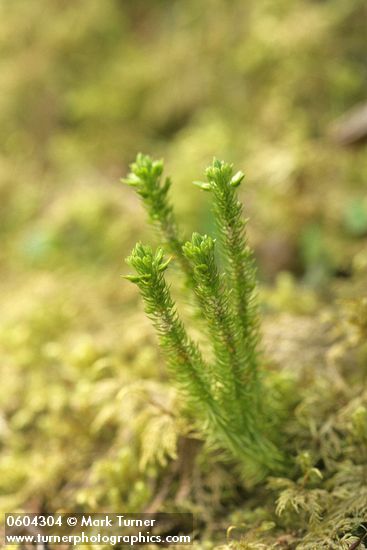 Huperzia haleakalae (Lycopodium selago)