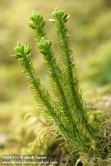 Huperzia haleakalae (Lycopodium selago)