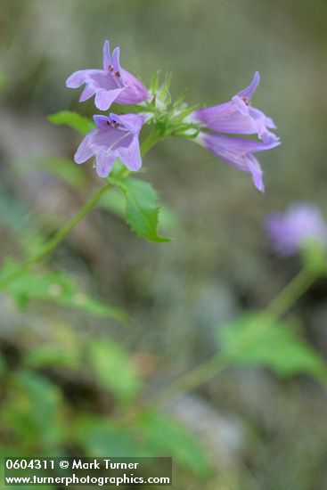 Penstemon serrulatus