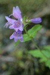 Cascades Penstemon