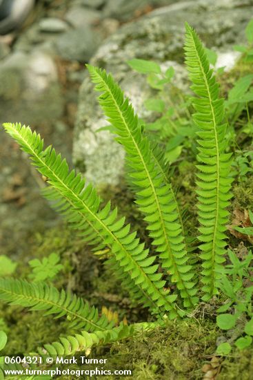 Polystichum lonchitis