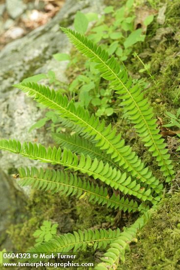 Polystichum lonchitis