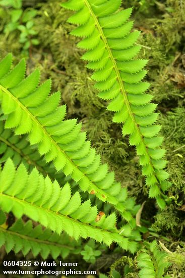 Polystichum lonchitis
