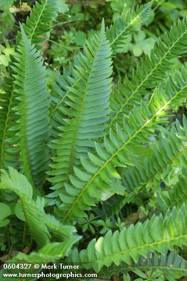 Polystichum munitum; P. lonchitis