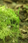 Mingan Moonwort