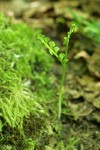 Mingan Moonwort