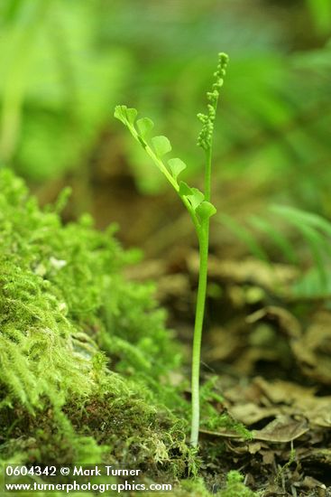 Botrychium minganense