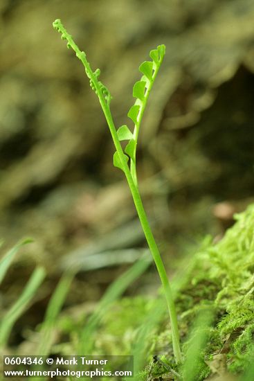 Botrychium minganense