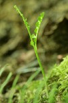 Mingan Moonwort