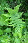 Northern Beech Fern